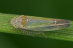 Wagneripteryx germari  Kiefern-Blattzikade 13 1