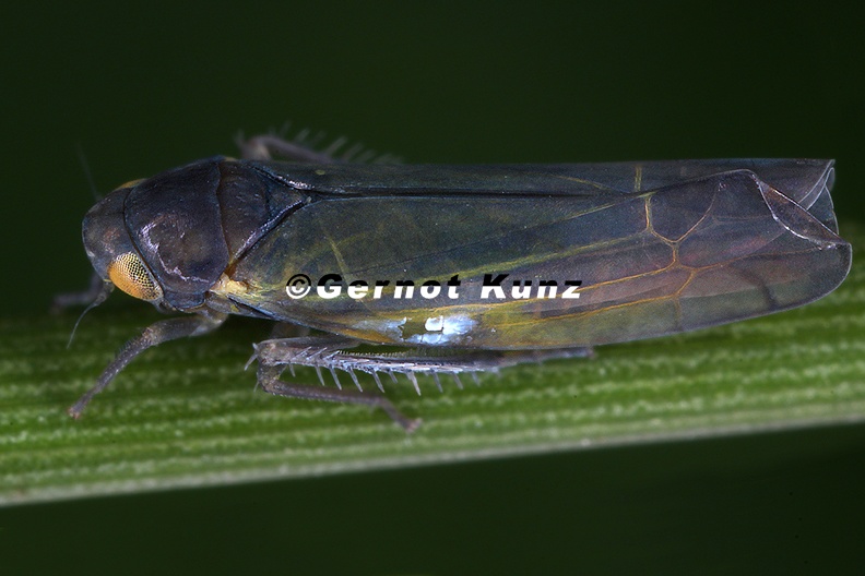 Wagneripteryx_germari__Kiefern-Blattzikade_M2_2.jpg