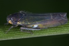 Wagneripteryx germari  Kiefern-Blattzikade M2 2