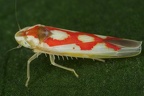 Typhlocybinae (Blattzikaden)