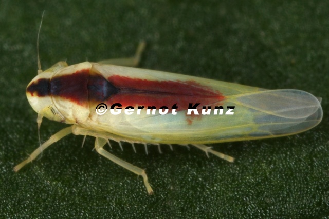 Zygina hyperici  Johanniskraut-Zikade W4 2