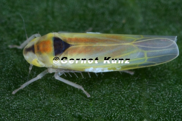 Zygina hypermaculata  Alpen-Johanniskrautzikade W3 2