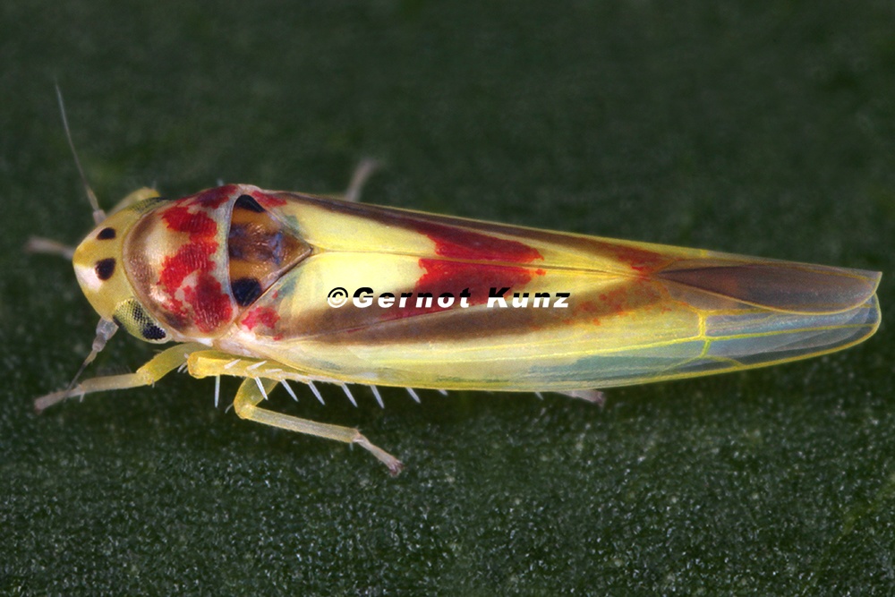Zygina lunaris  Mond-Feuerzikade W1 2