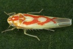 Zygina sp  W3 2