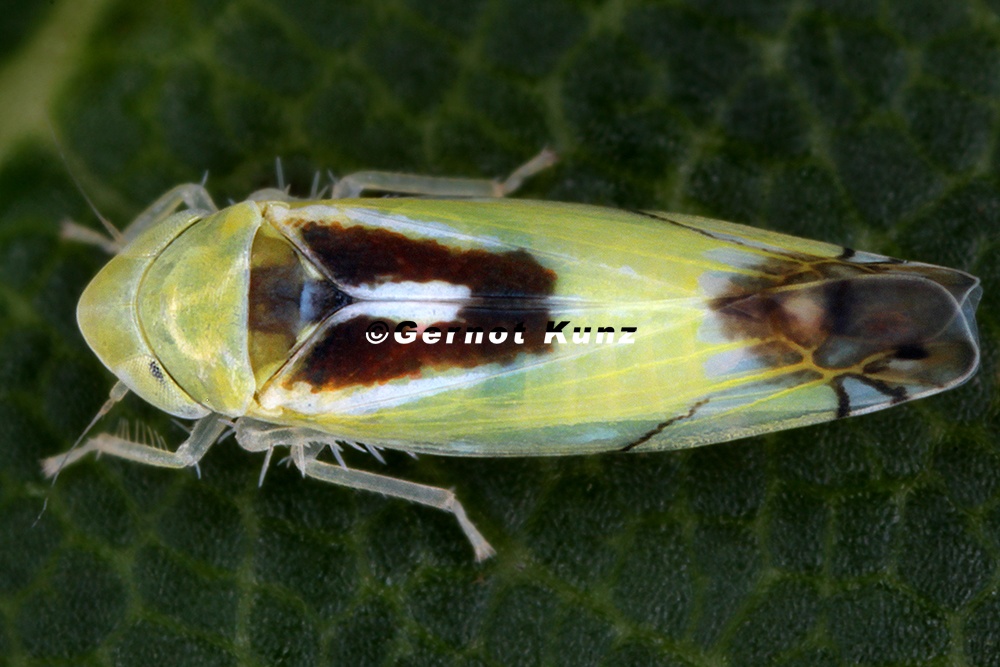 Zyginella pulchra  Diademblattzikade M6 2