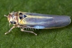 Zyginidia ribauti M2 2