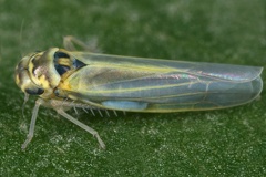 Zyginidia scutellaris  Mais-Blattzikade M1 2