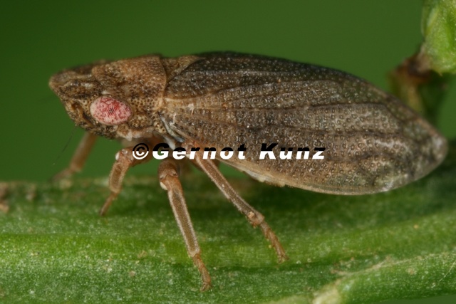 Utecha_trivia__Triftenzikade_W11_2.jpg