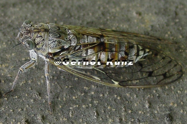 Cicada_orni__Manna-Singzikade__Eschenzikade_4_1.jpg