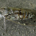 Cicada orni  Manna-Singzikade  Eschenzikade 4 1