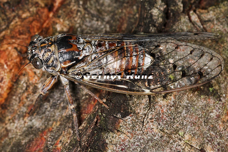Cicada orni  Manna-Singzikade  Eschenzikade W5 2