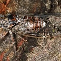 Cicada orni  Manna-Singzikade  Eschenzikade W5 2