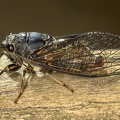 Cicadetta brevipennis  Fiebersche Bergzikade 1 2