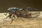 Cicadetta brevipennis  Fiebersche Bergzikade 1 2