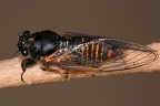 Cicadetta cantilatrix  Bergzikade 1 2