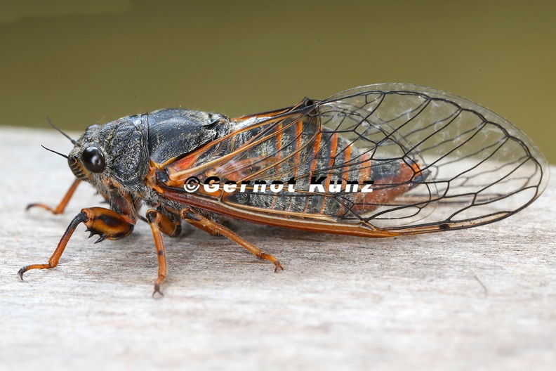 Cicadetta cantilatrix  Bergzikade W1 2