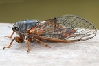 Cicadetta cantilatrix  Bergzikade W1 2