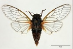 Cicadetta cerdaniensis Puissant  amp  Boulard  Holotype