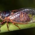 Cicadetta tibialis  H  hnerzikade  Zwergsingzikade M1 2