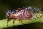 Cicadetta tibialis  H  hnerzikade  Zwergsingzikade M1 2