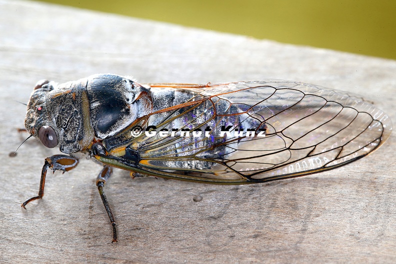 Lyristes plebejus  Gro  e Singzikade  M2 2