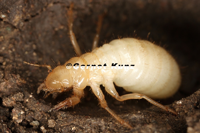 Pagiphora_cf__annulata_L2_2.jpg