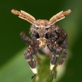 Asiraca clavicornis  Schaufel-Spornzikade W17 2