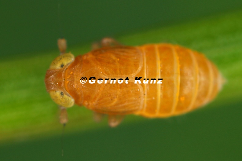 Acanthodelphax_spinosa__Stachel-Spornzikade_W41_1.jpg
