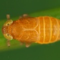 Acanthodelphax spinosa  Stachel-Spornzikade W41 1