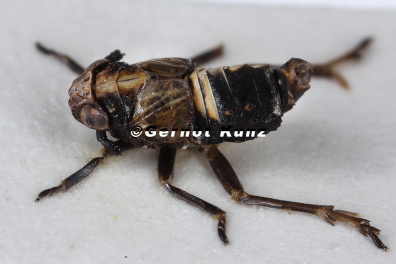 Achorotile albosignata  Schwarze Gruben-Spornzikade M2 2