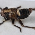 Achorotile albosignata  Schwarze Gruben-Spornzikade M2 2