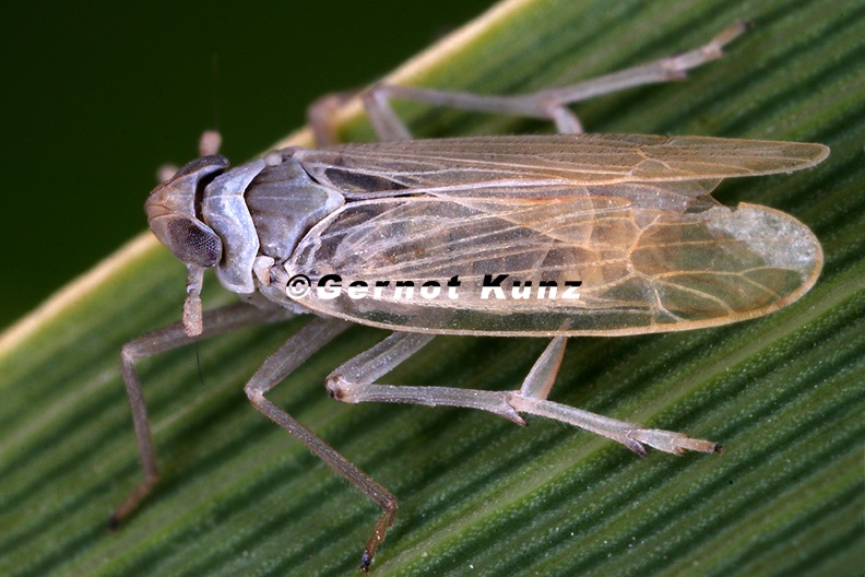 Chloriona_dorsata__Westliche_Schilfspornzikade_M1_2.jpg