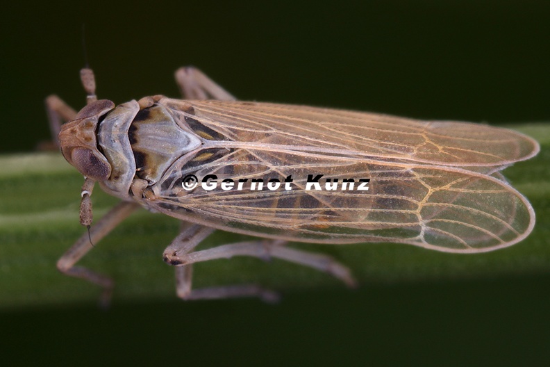 Chloriona glaucescens  Salz-Schilfspornzikade M8 2