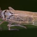 Chloriona glaucescens  Salz-Schilfspornzikade M8 2
