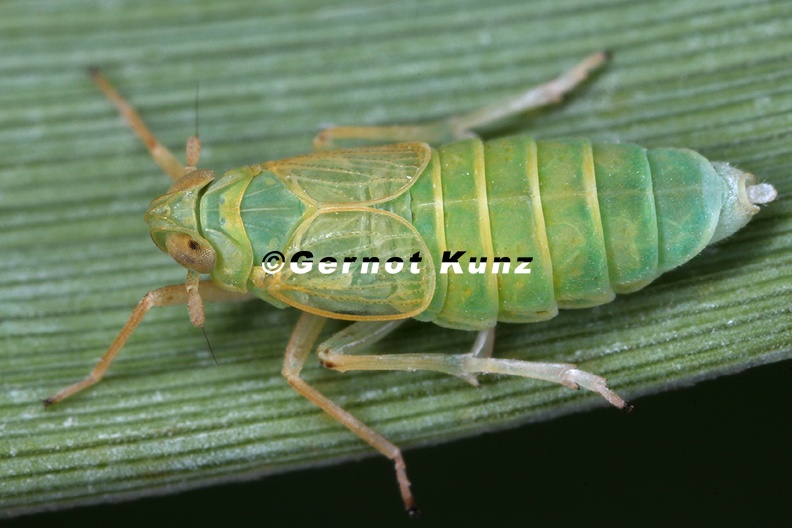 Chloriona_glaucescens__Salz-Schilfspornzikade_W3_2.jpg