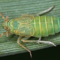 Chloriona glaucescens  Salz-Schilfspornzikade W3 2