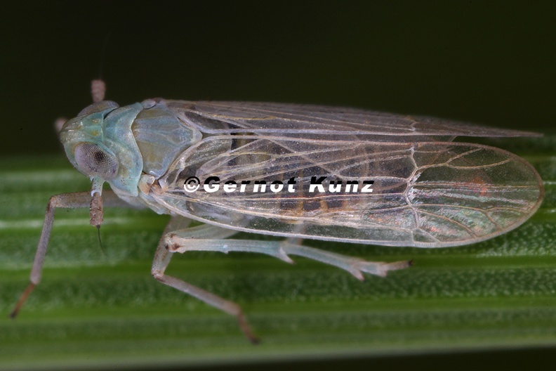 Chloriona_sicula__S__dliche_Schilfspornzikade_M2_2.jpg