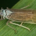 Chloriona smaragdula  Smaragd-Schilf-Spornzikade Mm1 2