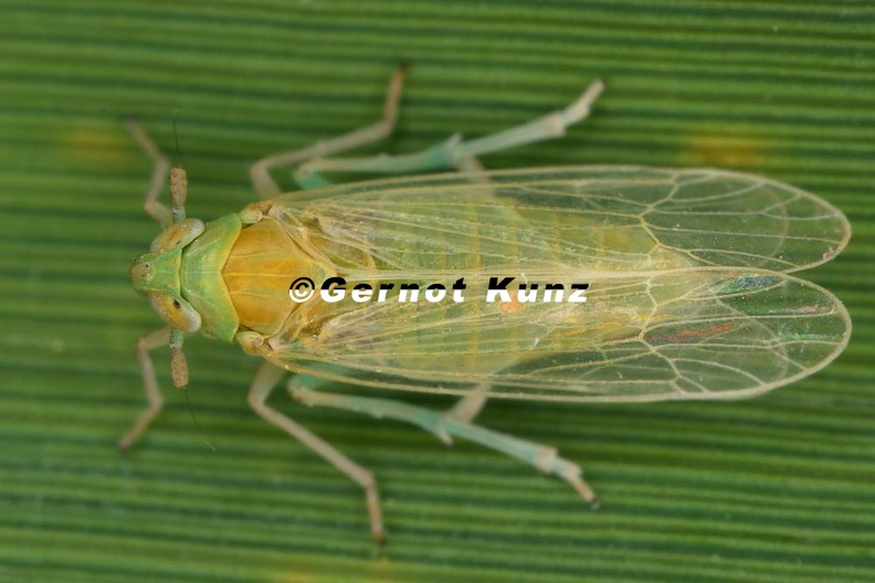 Chloriona_smaragdula__Smaragd-Schilf-Spornzikade_Wm5_1.jpg