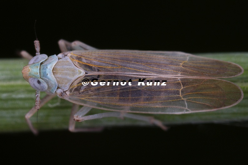 Chloriona_stenoptera__Baltische_Schilfspornzikade_M2_2.jpg