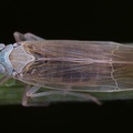 Chloriona stenoptera  Baltische Schilfspornzikade M2 2