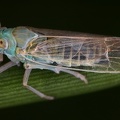 Chloriona unicolor  Trug-Schilfspornzikade M1 2