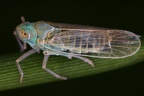 Chloriona unicolor  Trug-Schilfspornzikade M1 2