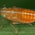 Chlorionidea flava  Blaugras-Spornzikade M6 2