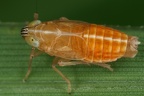 Delphacidae (Spornzikaden)