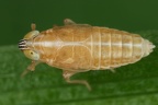 Chlorionidea flava  Blaugras-Spornzikade W3 2