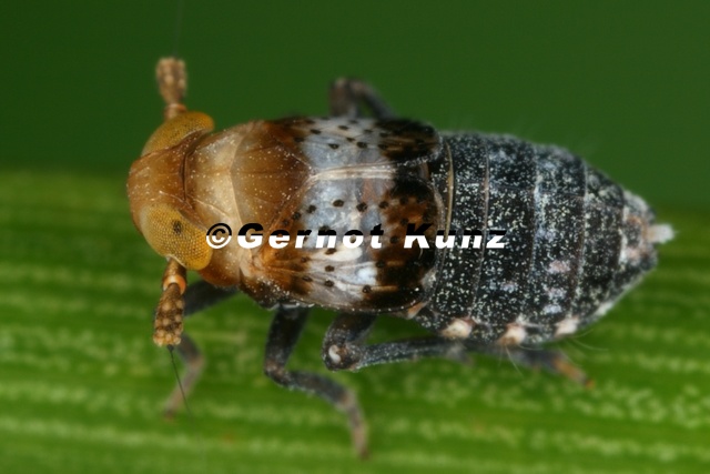 Conomelus_anceps__Gemeine_Binsen-Spornzikade_Wb16_2.jpg