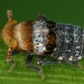 Conomelus anceps  Gemeine Binsen-Spornzikade Wb16 2