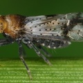 Conomelus anceps  Gemeine Binsen-Spornzikade Wm3 2