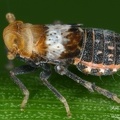 Conomelus lorifer  Binsen-Spornzikade Mb30 2
